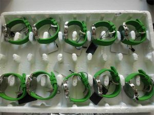 Chronograph timepieces with silicone straps from Dous Watch factory